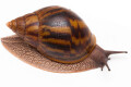 Achatina achatin achatina Ghana typ 2c semiadult, 10cm